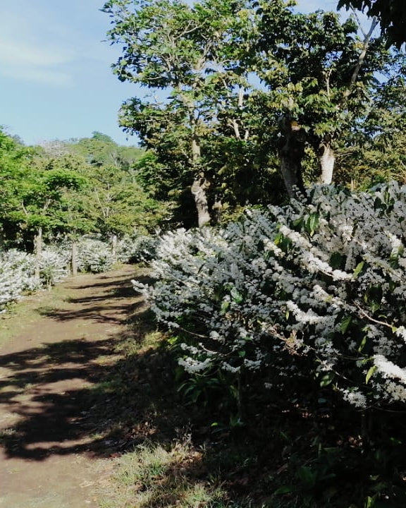 Ever's coffee coffee farm