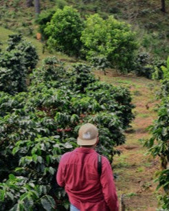 El Poeta Ground (The Poet) - 12oz