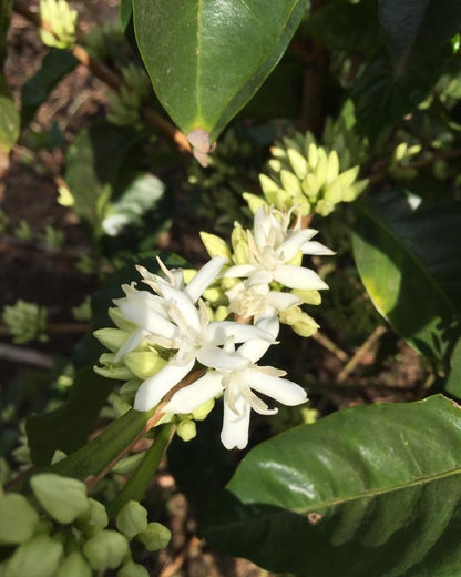 Evers coffee farm in Costa Rica