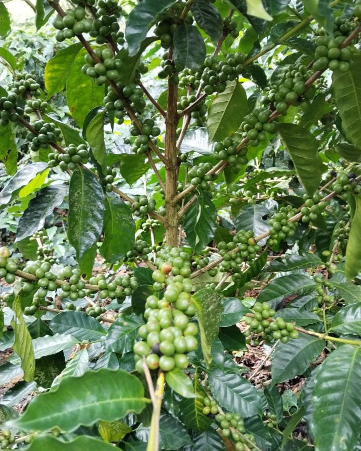 Evers coffee farm in Costa Rica