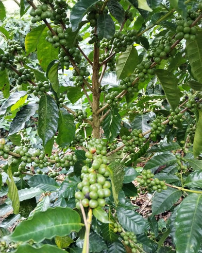 Evers coffee farm in Costa Rica