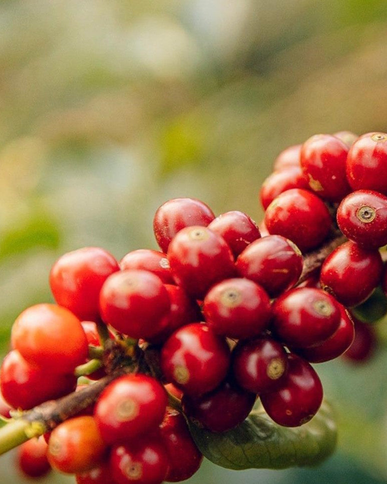 Cafeturas - 17.6oz Whole Bean
